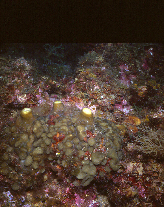  Cliona virdis (Green Boring Sponge)